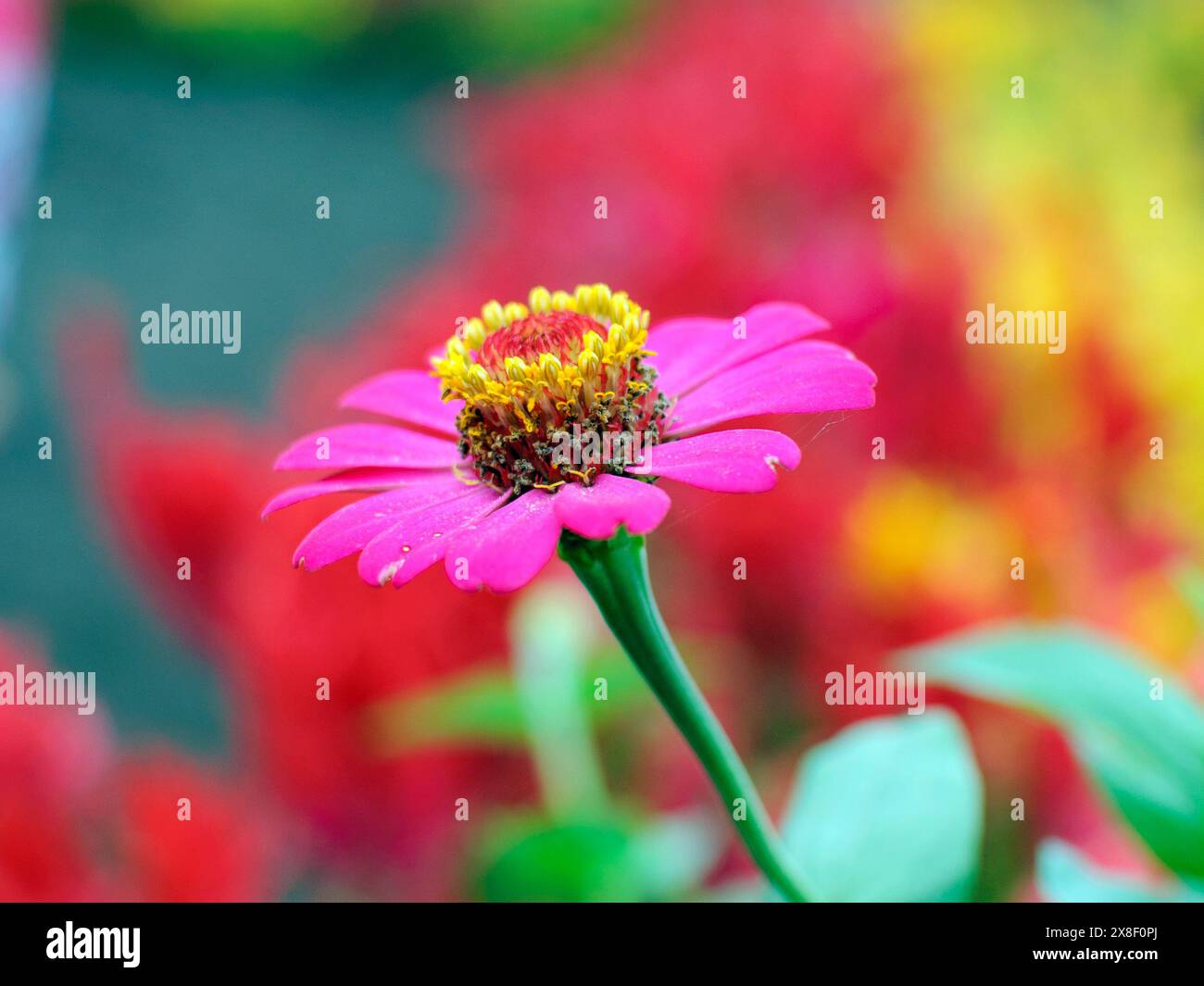Eine Nahaufnahme einer atemberaubenden rosafarbenen Zinnienblüte mit ihren leuchtenden Blütenblättern und der komplexen gelben Mitte vor einem bunten, verschwommenen Hintergrund. Stockfoto