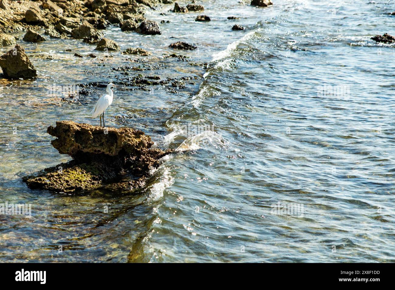 Weiße Seevögel auf einem Felsen bereit und aufmerksam, um einen schwimmenden Fisch zu fangen, wo er sich ausruhen, füttern oder fliegen kann. Stockfoto