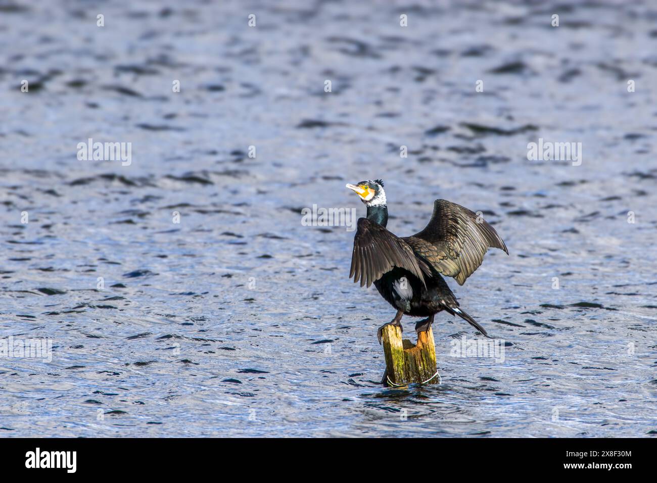 Ausgewachsener Kormoran im Zuchtgefieder auf einem Pfosten mit ausgestreuten Flügeln in der Sonne, Kenfig Pool, Bridgend, Großbritannien Stockfoto
