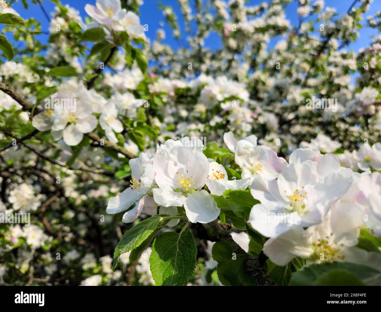 Weiße Blüten des Apfelbaums blühen im Frühjahr Frühsommer mit blauem Himmel Stockfoto