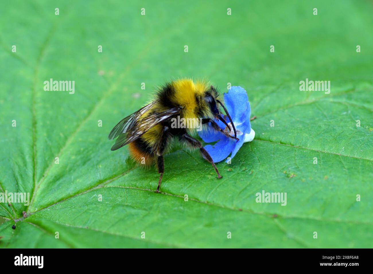 Nahaufnahme frühe Hummel (Bombus pratorum), Familie Apidae und eine blaue, gefallene Blume des grünen Alkanets (Pentaglottis sempervirens). Frühling, Mai, Stockfoto