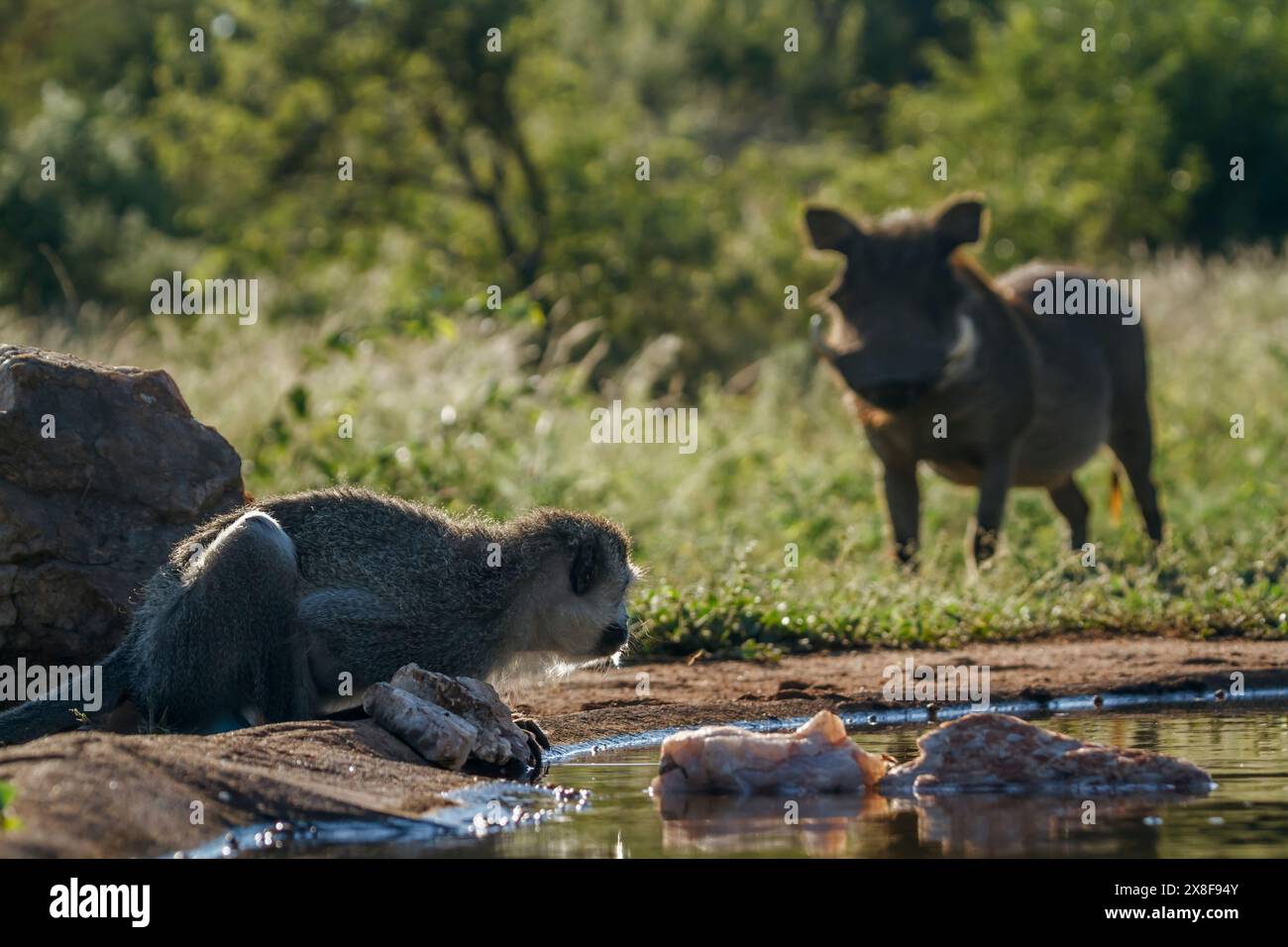 Eisenhut vor Warzenschwein am Wasserloch im Kruger-Nationalpark, Südafrika; Specie Chlorocebus pygerythrus-Familie von Cercopithecid Stockfoto