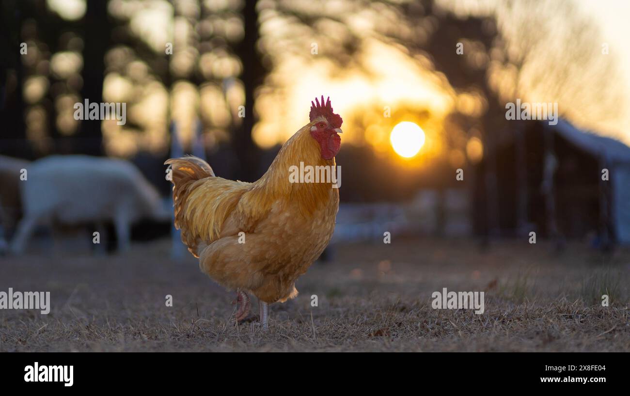 Sonnenaufgang durch die Bäume hinter einem goldfarbenen Hahn auf einer Weide in North Carolina Stockfoto