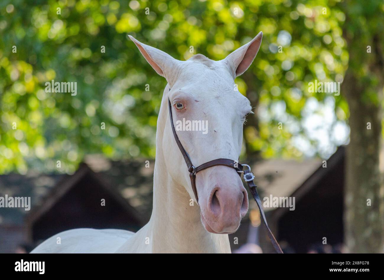 Gesichtsporträt eines weißen Lusitano-Pferdes in einer Reitausstellung Stockfoto