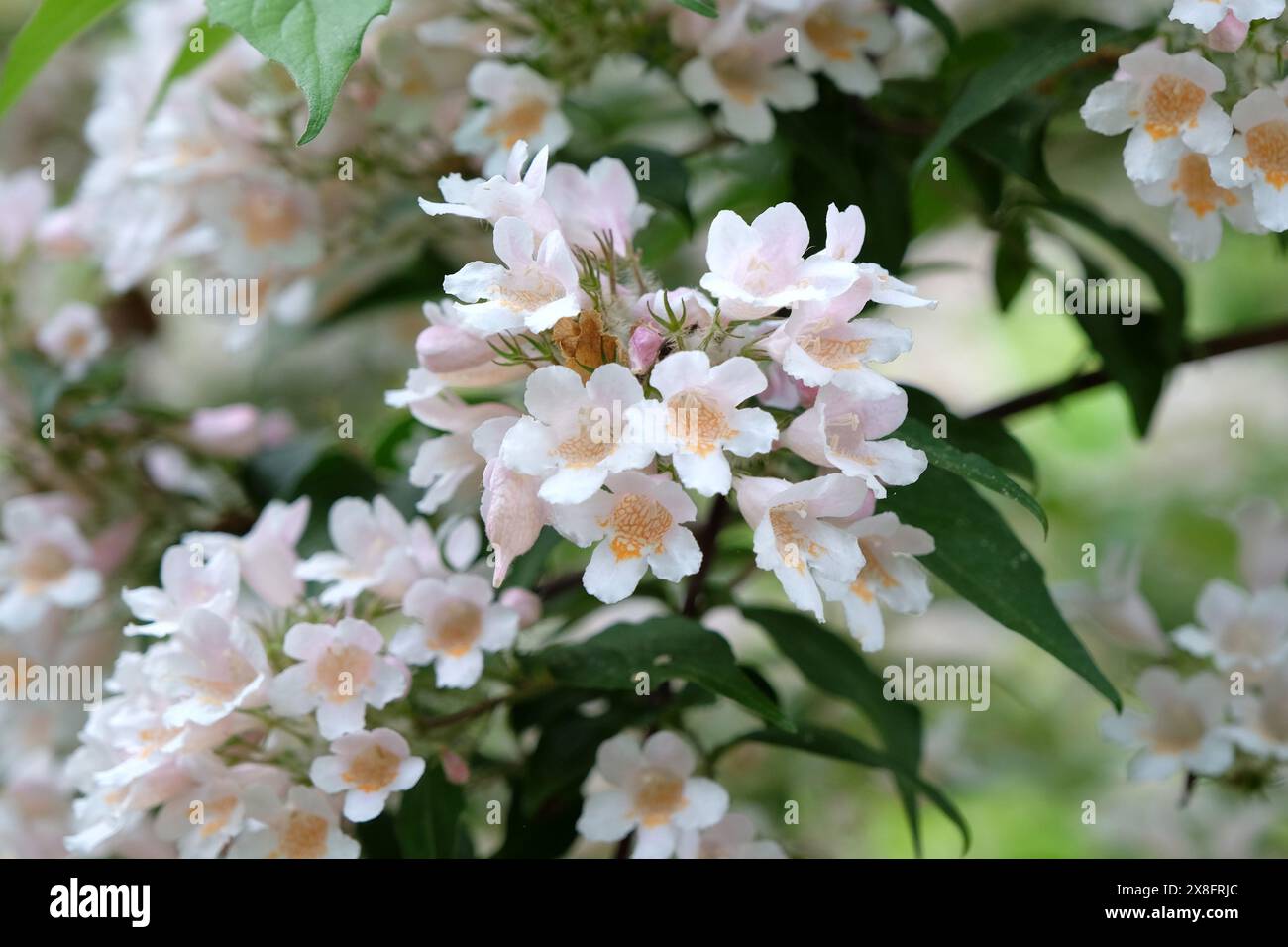 Weißer Kolkwitzia amabilis, Beauty Bush in Blume. Stockfoto