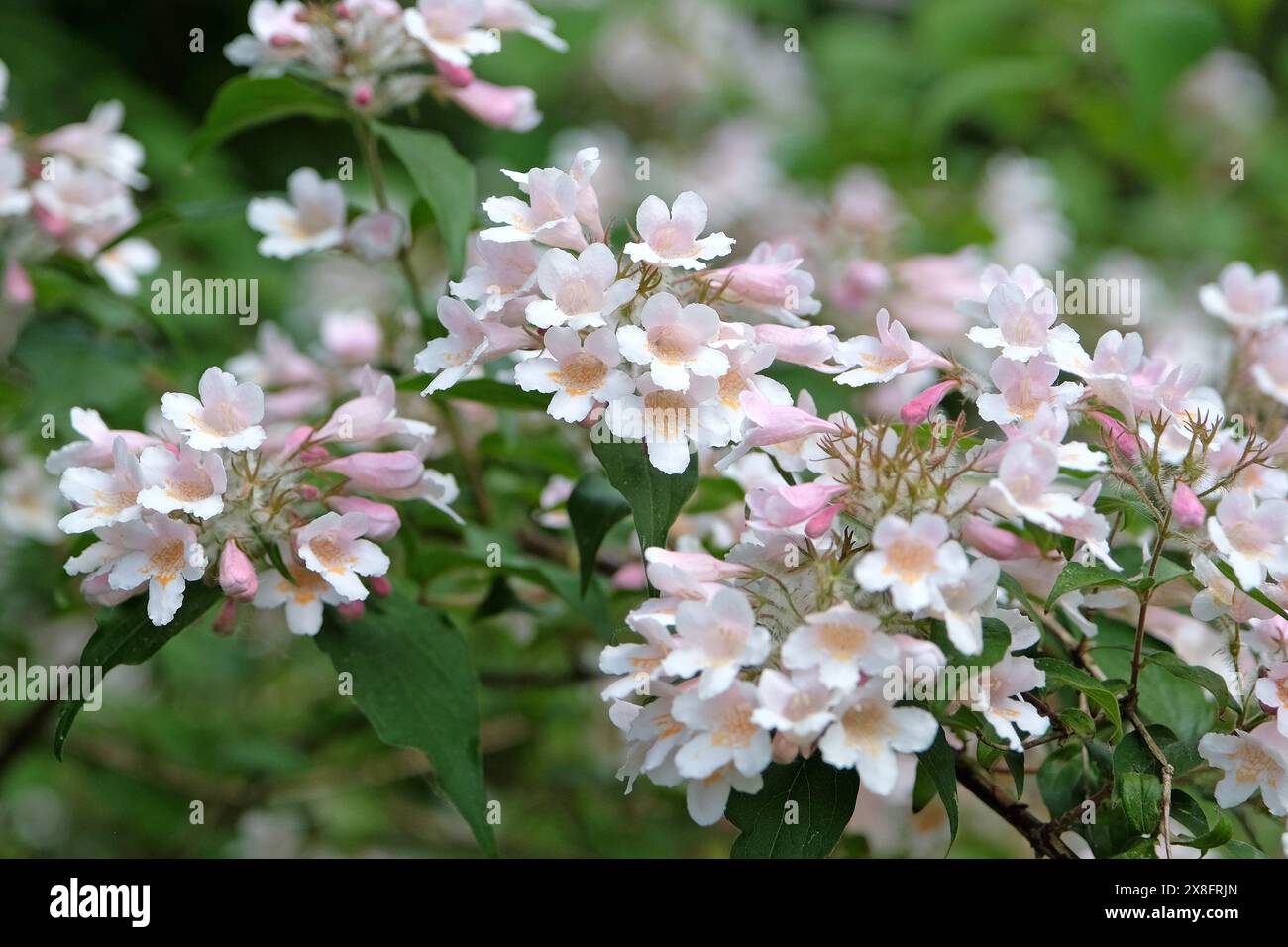 Weißer Kolkwitzia amabilis, Beauty Bush in Blume. Stockfoto