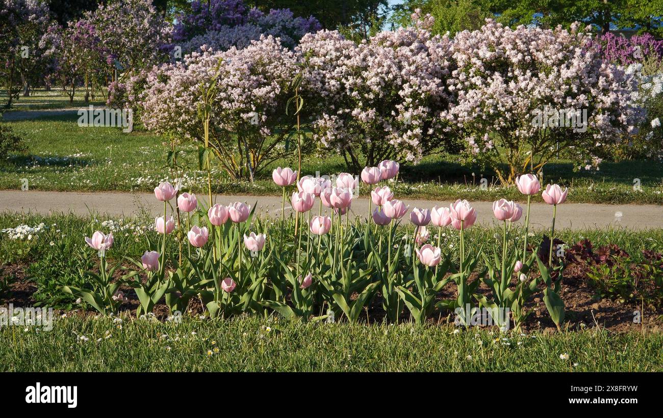 Pinkfarbene Stimmungen in der Landschaftsgestaltung von Parkgrün in der Blütezeit der Pflanzen - blühende Tulpen wachsen im Blumenbeet und Fliedersträucher in voller Blüte n Stockfoto