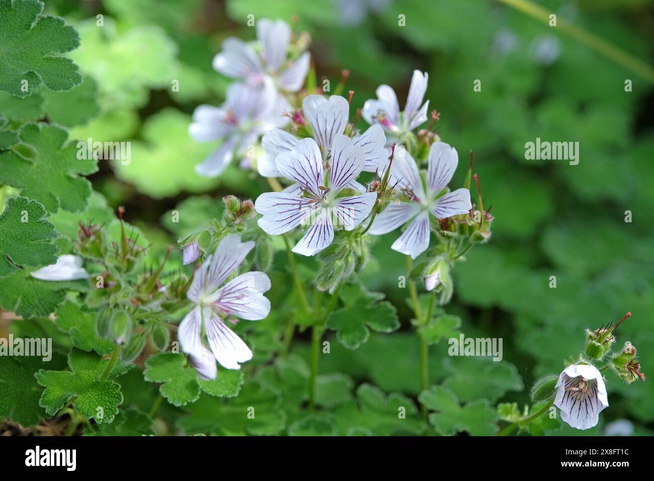 Weiße und lila geäderte, harte Geranium renardii oder renard Geranium in Blüte. Stockfoto