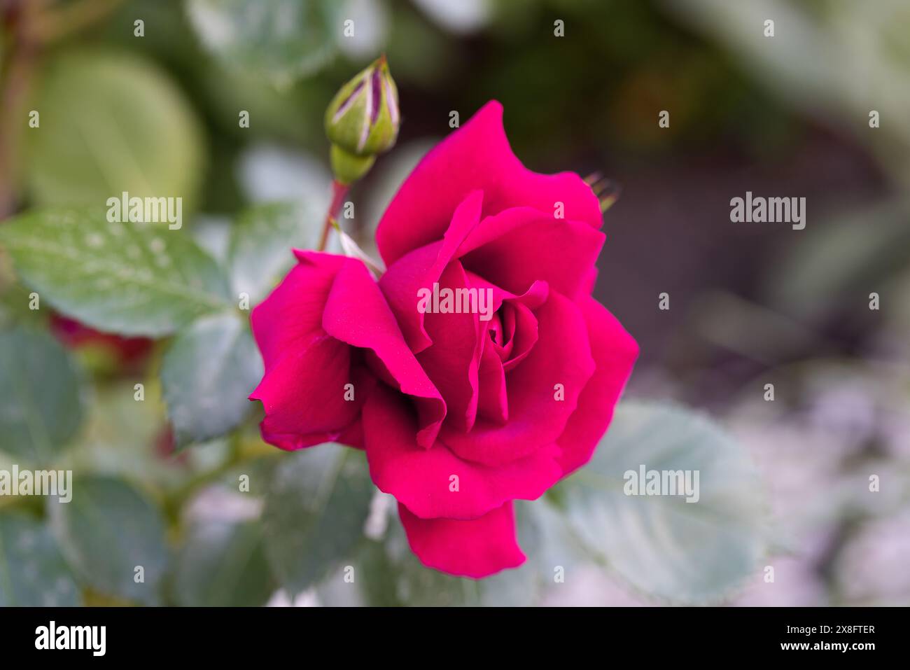 Rote und weiße Rose Makroaufnahme. Rose ist eine Blume aus Liebe, Leidenschaft und romantischen Gefühlen. Eine symbolische Blume für Liebhaber, Glückwunsch zum Urlaub Stockfoto