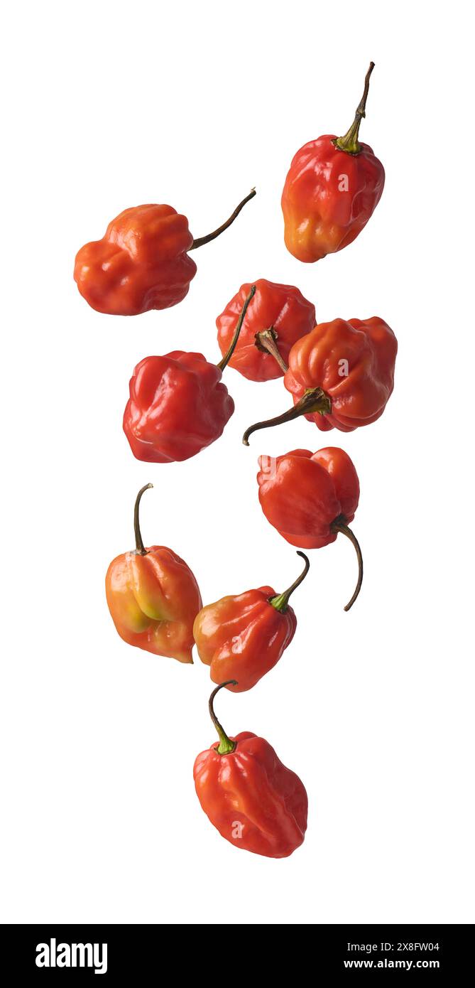Fallende rote Habanero-Chili-Paprika isolierter weißer Hintergrund, heißeste Gewürze mit faltiger oder genoppter Haut intensive Würze Geschmack kulinarische Zutat Stockfoto