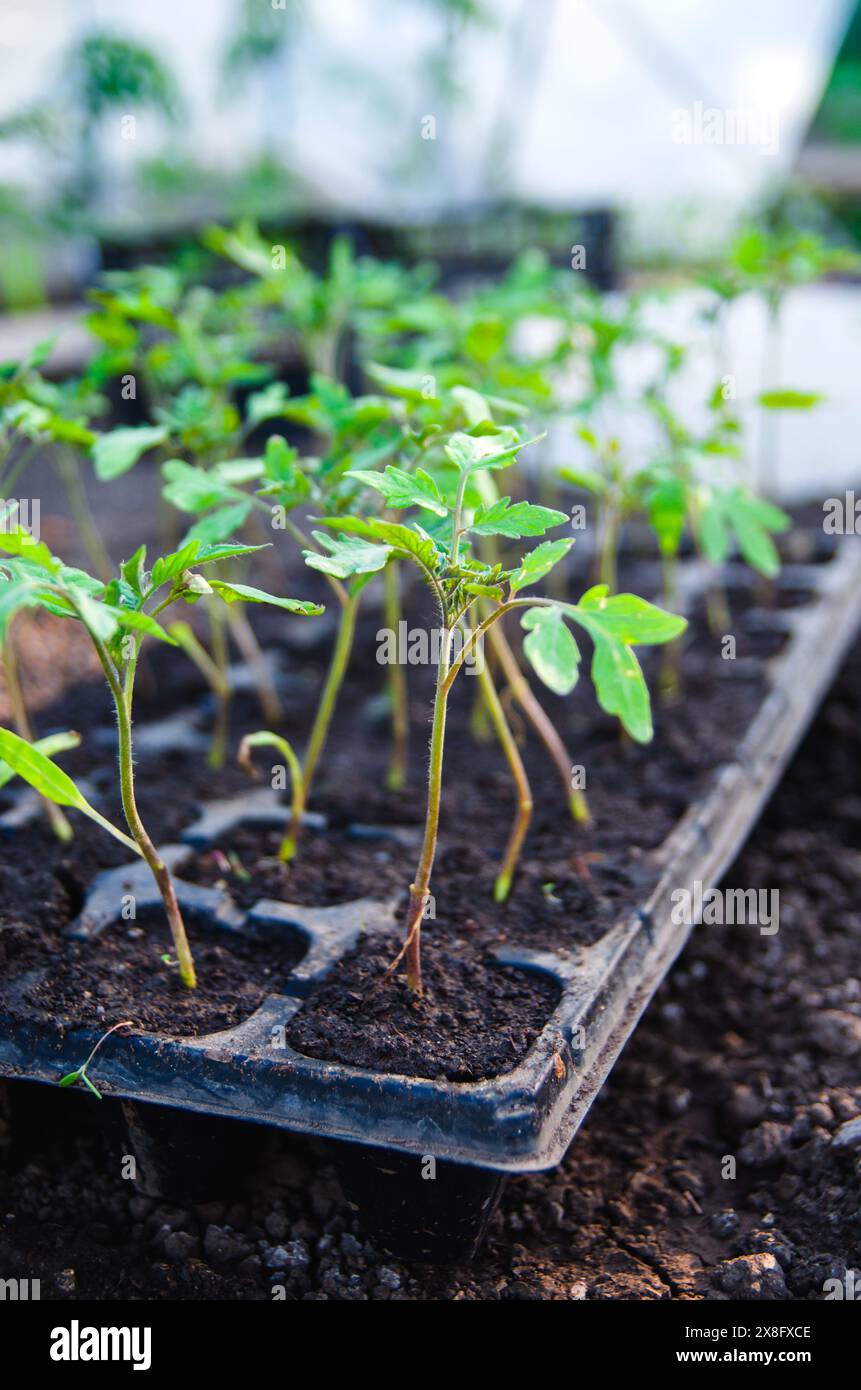 Im Gewächshaus angebaute Tomatensämlinge in Töpfen Stockfoto