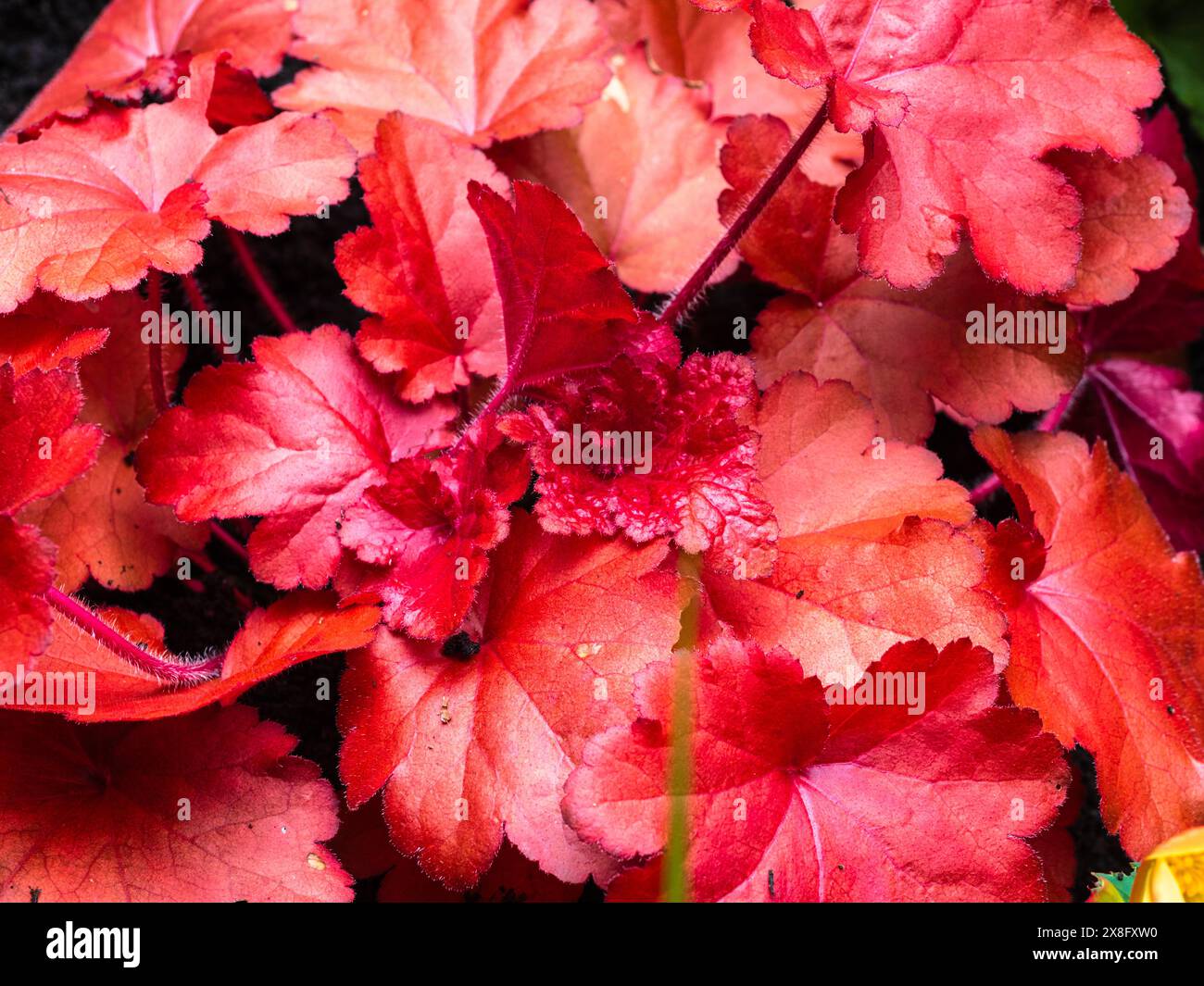 Kupferrotes Laub der harten immergrünen Staude Heuchera „Forever Red“ Stockfoto