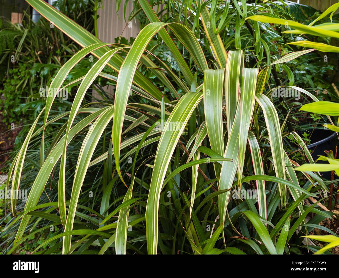 Bogenförmiger roter Rand grün-weiß gestreiftes Laub des vielseitigen Neuseeländischen Flachs Phormium cookianum „Tricolor“ Stockfoto