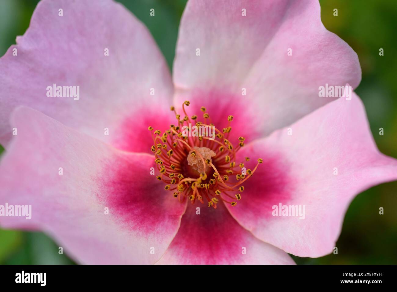 Rose nur für deine Augen Stockfoto