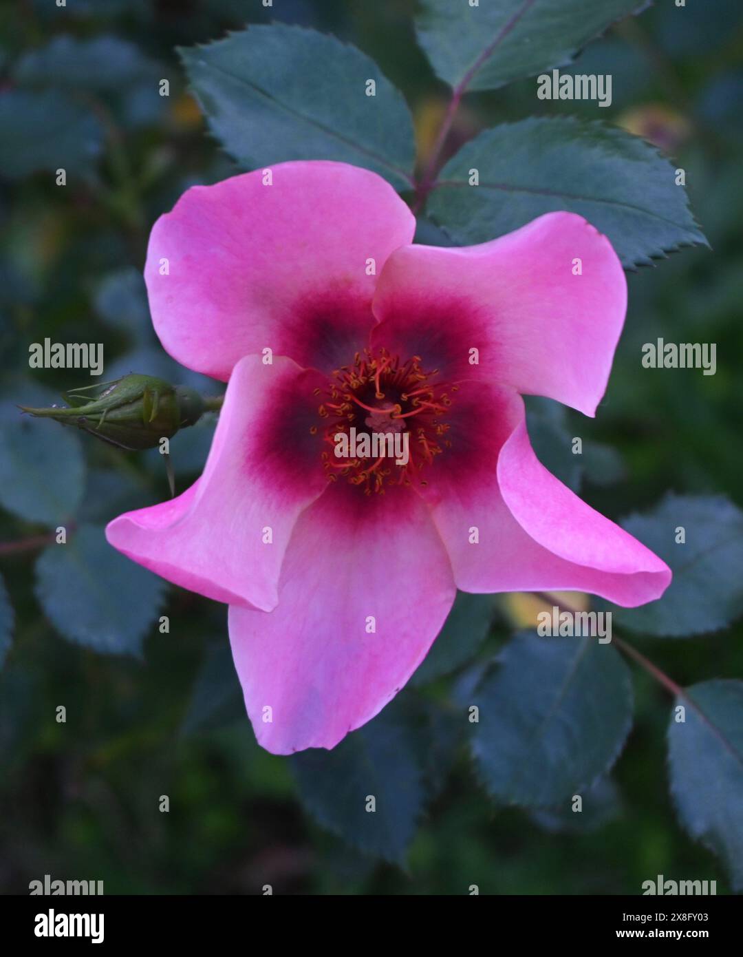 Rose nur für deine Augen Stockfoto