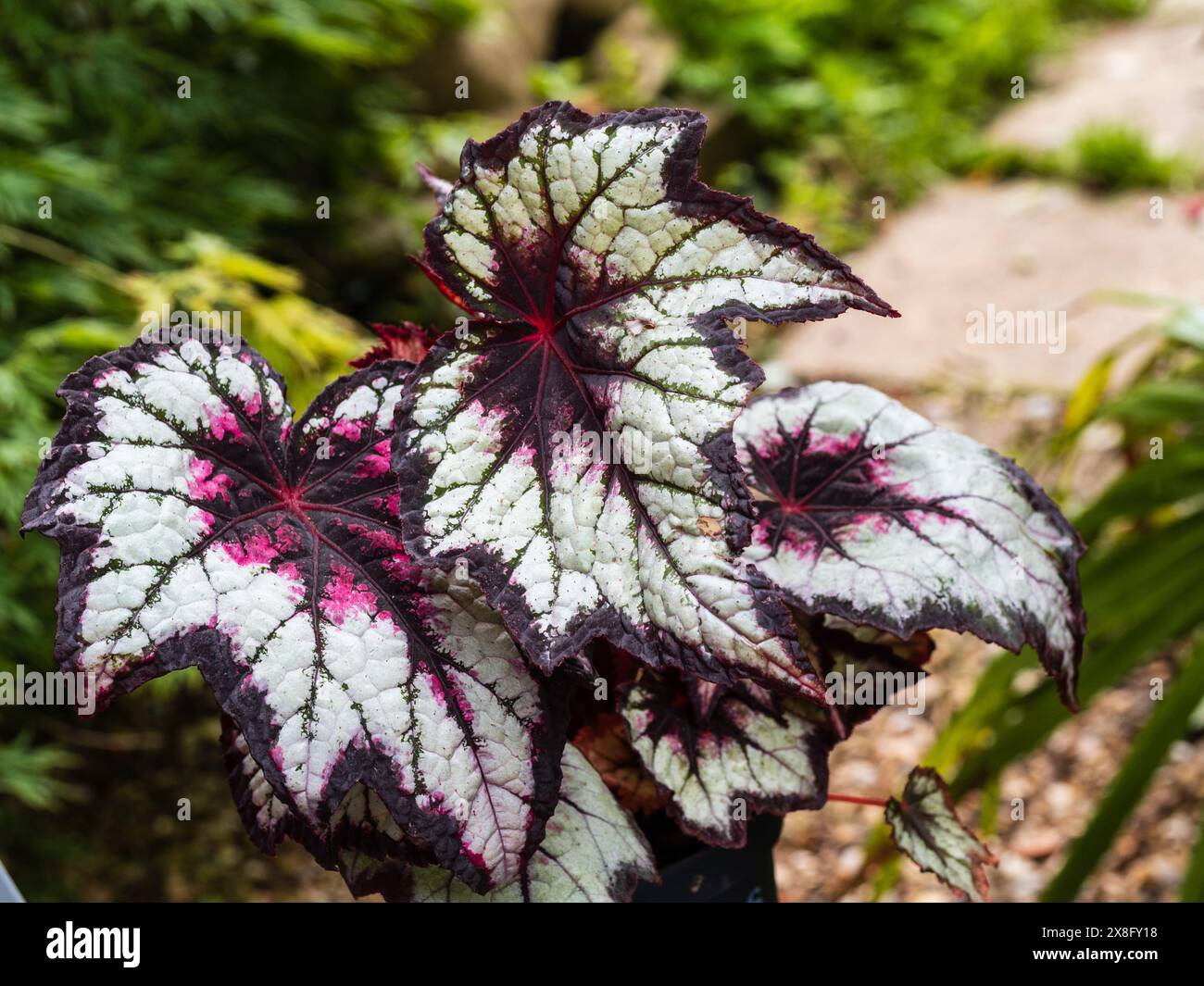 Silber- und dunkelrote Vervielfachung des exotischen Hauses und Gewächshauses mehrjährige Begonia vom Typ rex, Begonia 'Dark Eyes' Stockfoto