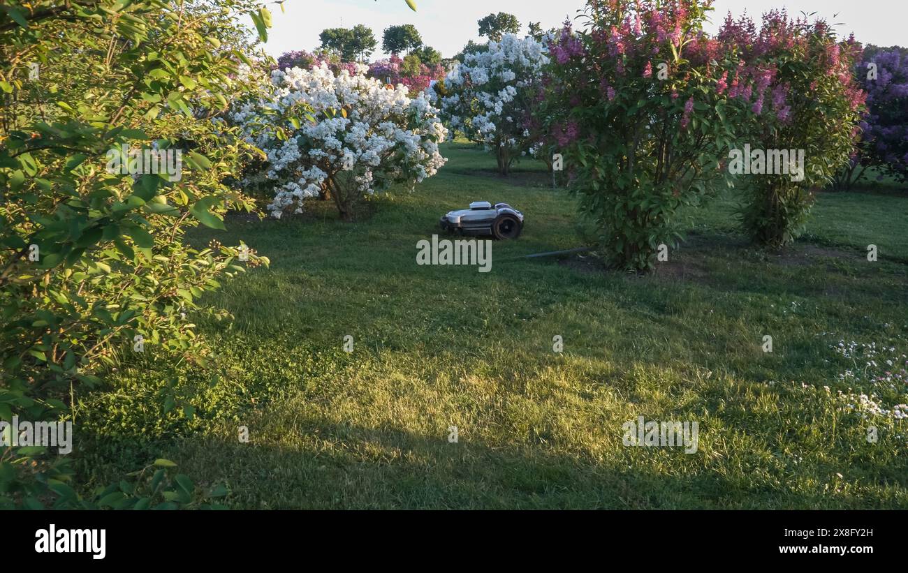 Rasenpflege mit einem Mähroboter. Ein Roboter mäht das Gras in einem blühenden lilafarbenen Garten – die Rasenschneidemaschine ist im Automatikbetrieb. Stockfoto