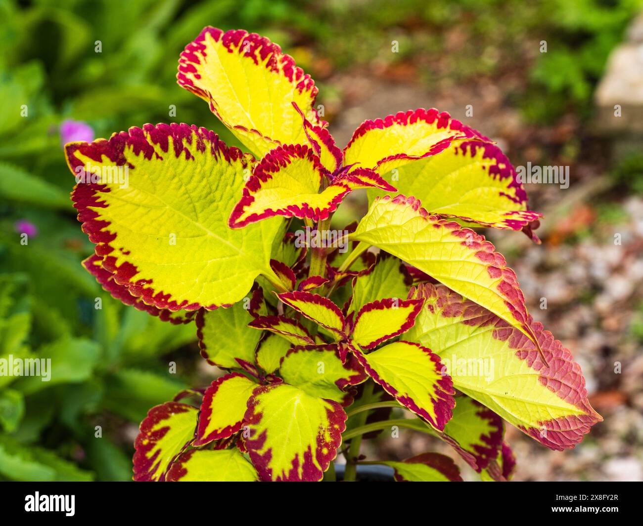 Buntes Laub der zarten, exotischen, ausdauernden Sommerbeete oder Gewächshauspflanze Coleus „Samt“ Stockfoto