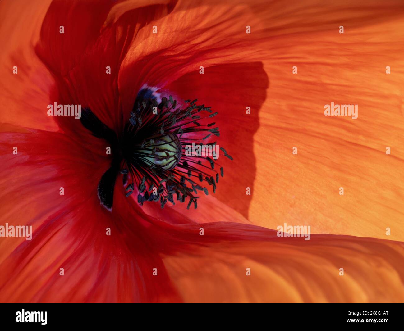 Mohnblume, die einem Auge ähnelt, kreative Fotografie-Konzeptaufnahme Stockfoto