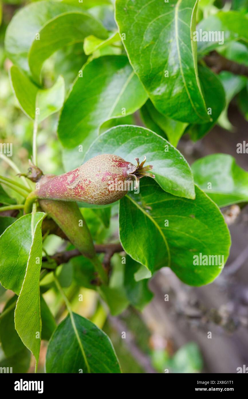 Junge Birnenfrüchte auf einem Baum mit üppig grünen Blättern, die den Beginn der Fruchtsaison im Garten signalisieren. Stockfoto