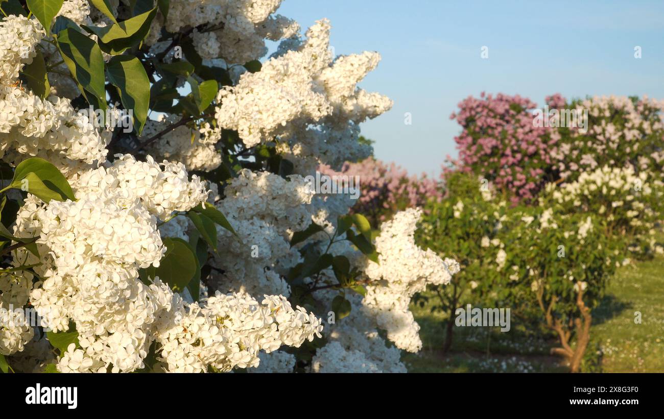 Viele farbenfrohe Fliederarten blühen im Frühjahr bis zum Frühsommer und bieten eine gute Sicht aus der Nähe. Erleben Sie die atemberaubende Schönheit der blühenden Bäume im Th Stockfoto