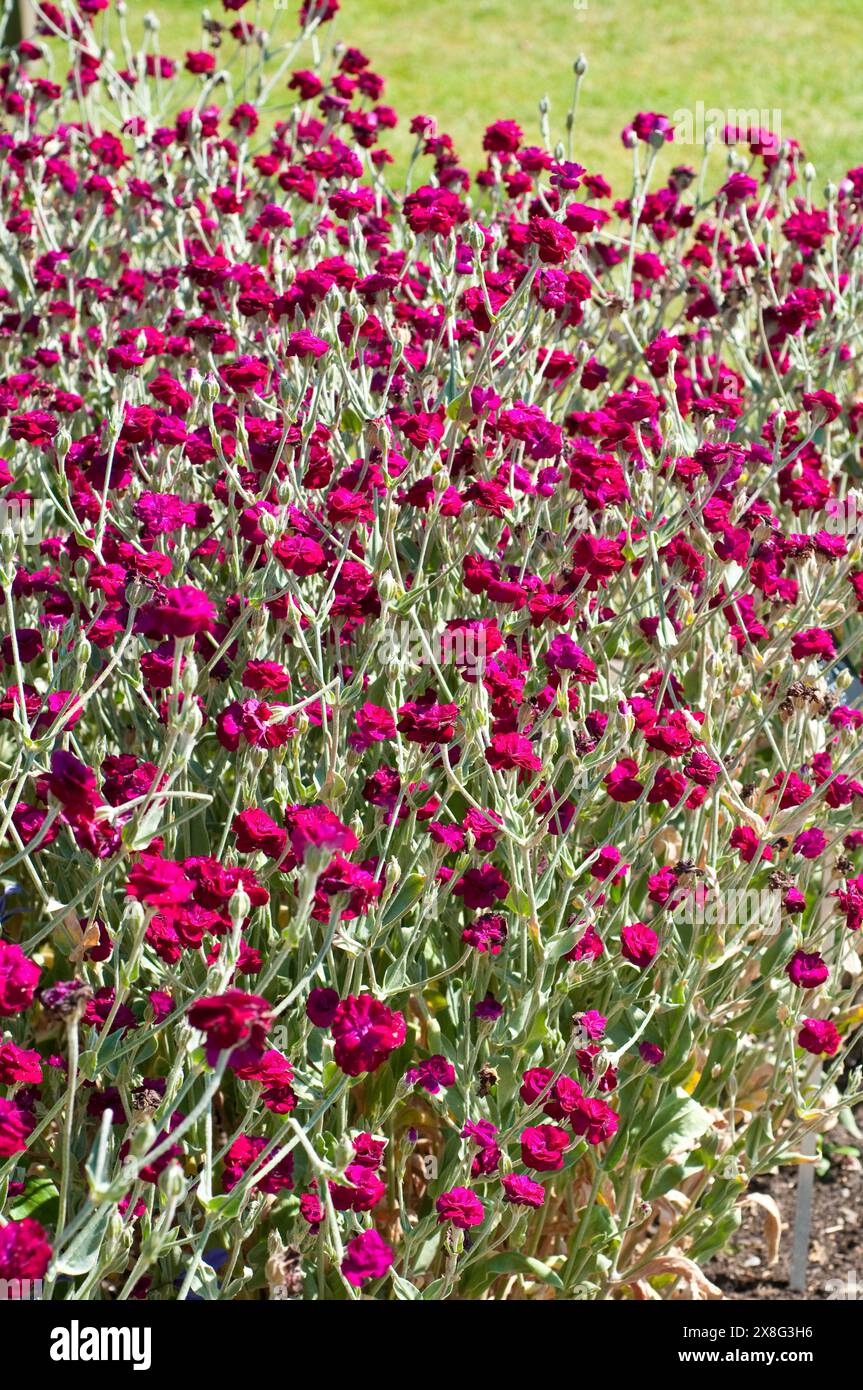 Rose Campion, Lychnis Coronaria Gardeners' World 'Blych' Stockfoto