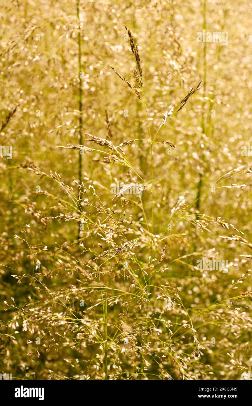Deschampsia cespitosa „Goldtau“ getuftete Haargras (syn. Golden Dew) Stockfoto
