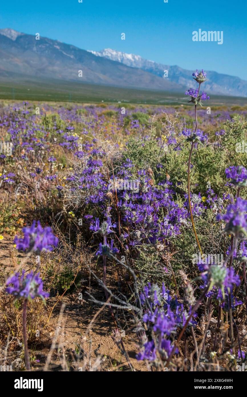 Diese Wildblumen-Superblüte entstand im Frühjahr 2024 in der Nähe von COSO Junction im Inyo County, CA. Stockfoto