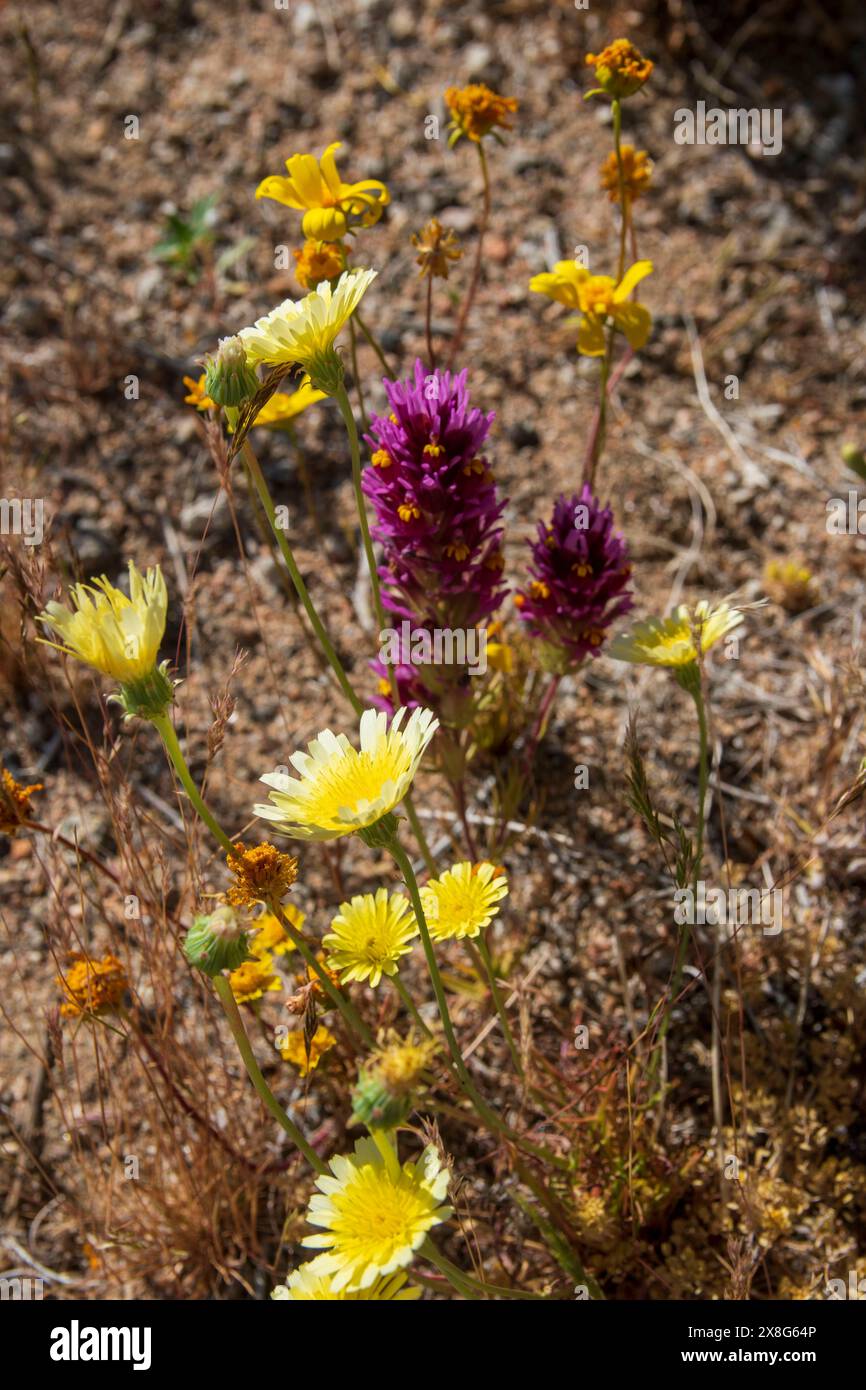 Diese Wildblumen-Superblüte entstand im Frühjahr 2024 in der Nähe von COSO Junction im Inyo County, CA. Stockfoto