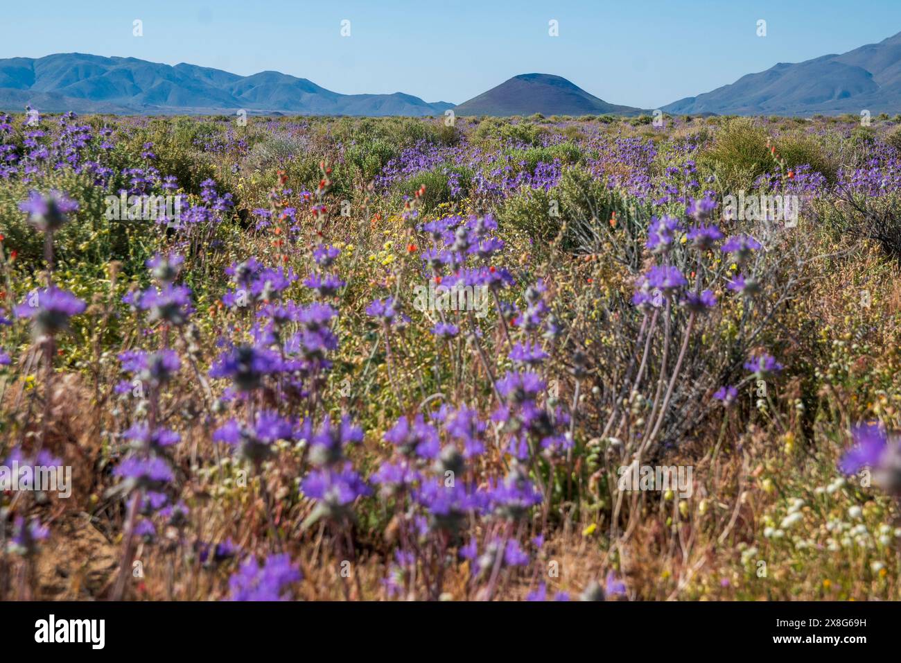 Diese Wildblumen-Superblüte entstand im Frühjahr 2024 in der Nähe von COSO Junction im Inyo County, CA. Stockfoto