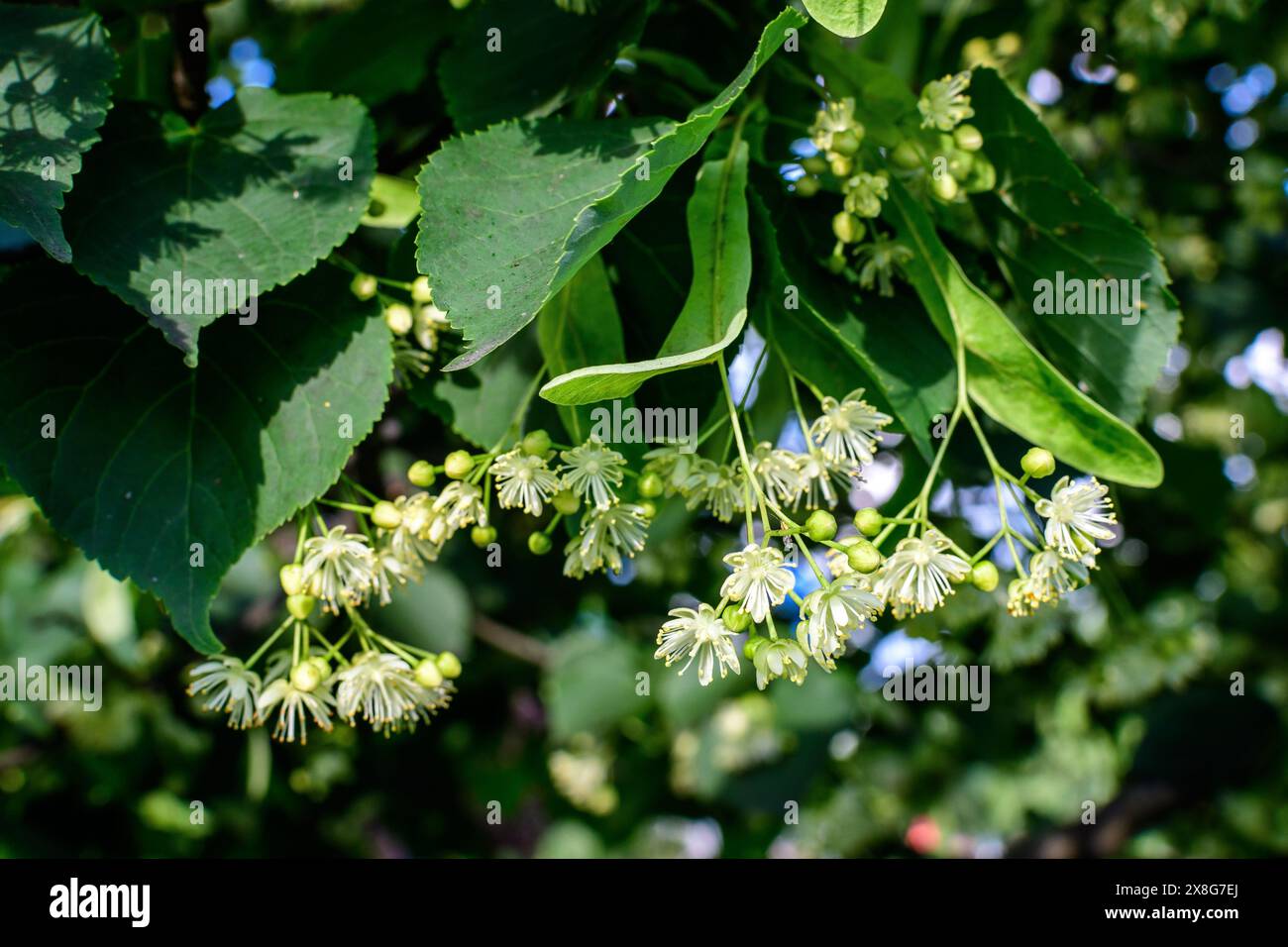 Viele kleine Lindenblätter auf Ästen in alten Bäumen in einem Garten an einem sonnigen Frühlingstag Stockfoto