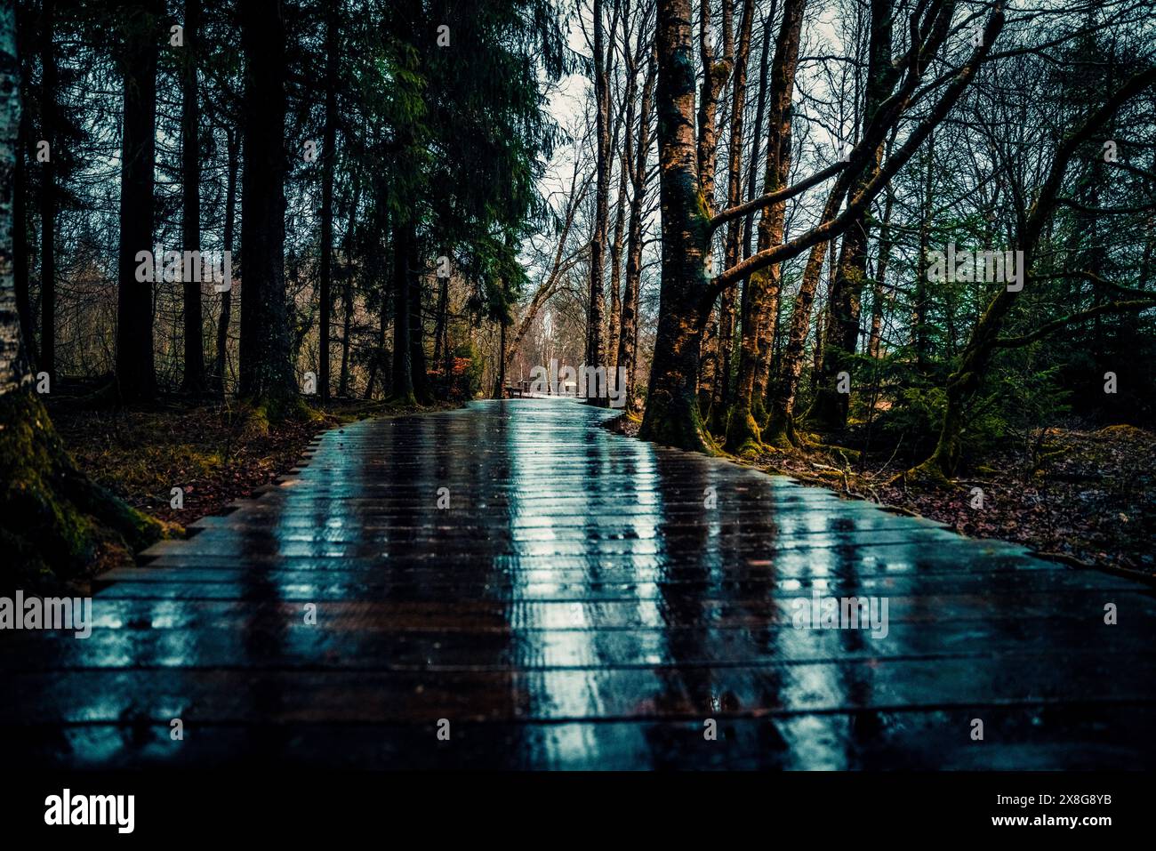 Moor, Moorweg, Weg, Boardwalk, Black Moor, nass, Regen, Moor Stockfoto