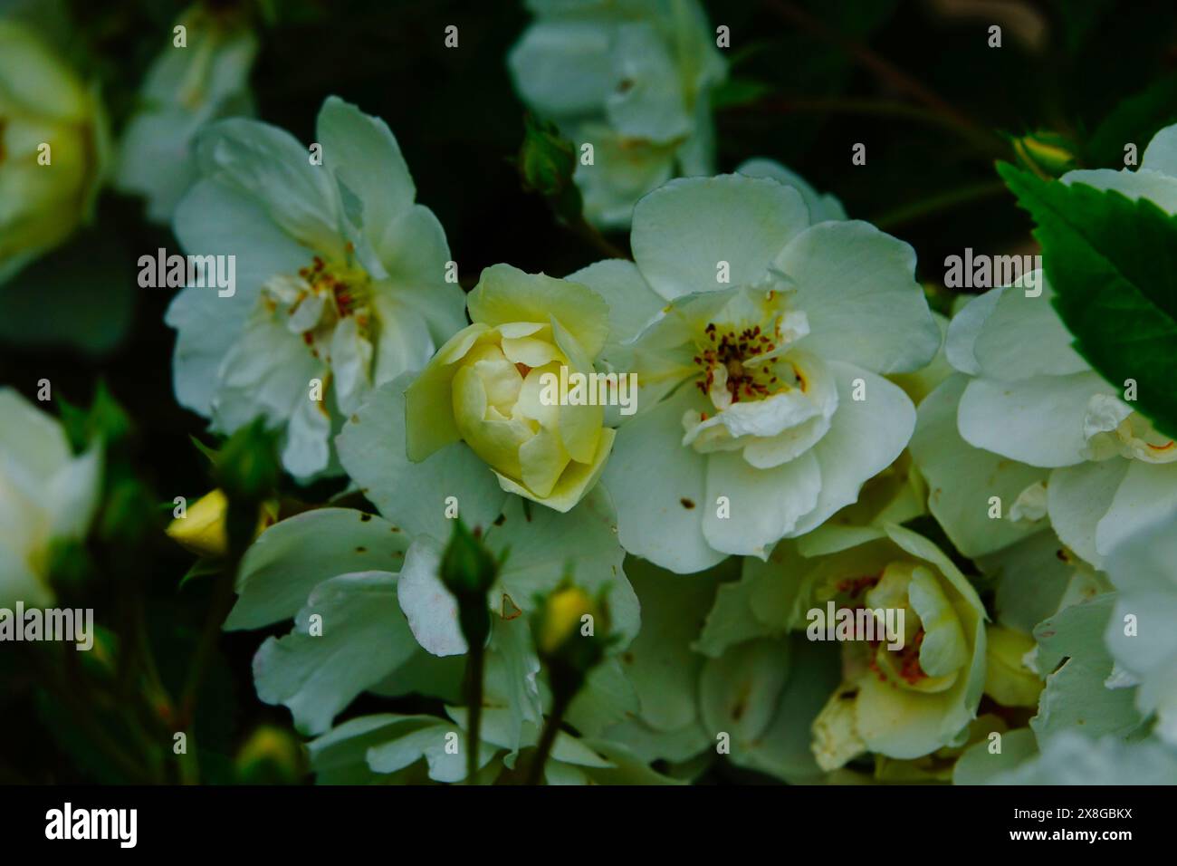 Weiße und cremefarbene Rosen von Rambling Rector mit offenen Blüten und Knospen Stockfoto