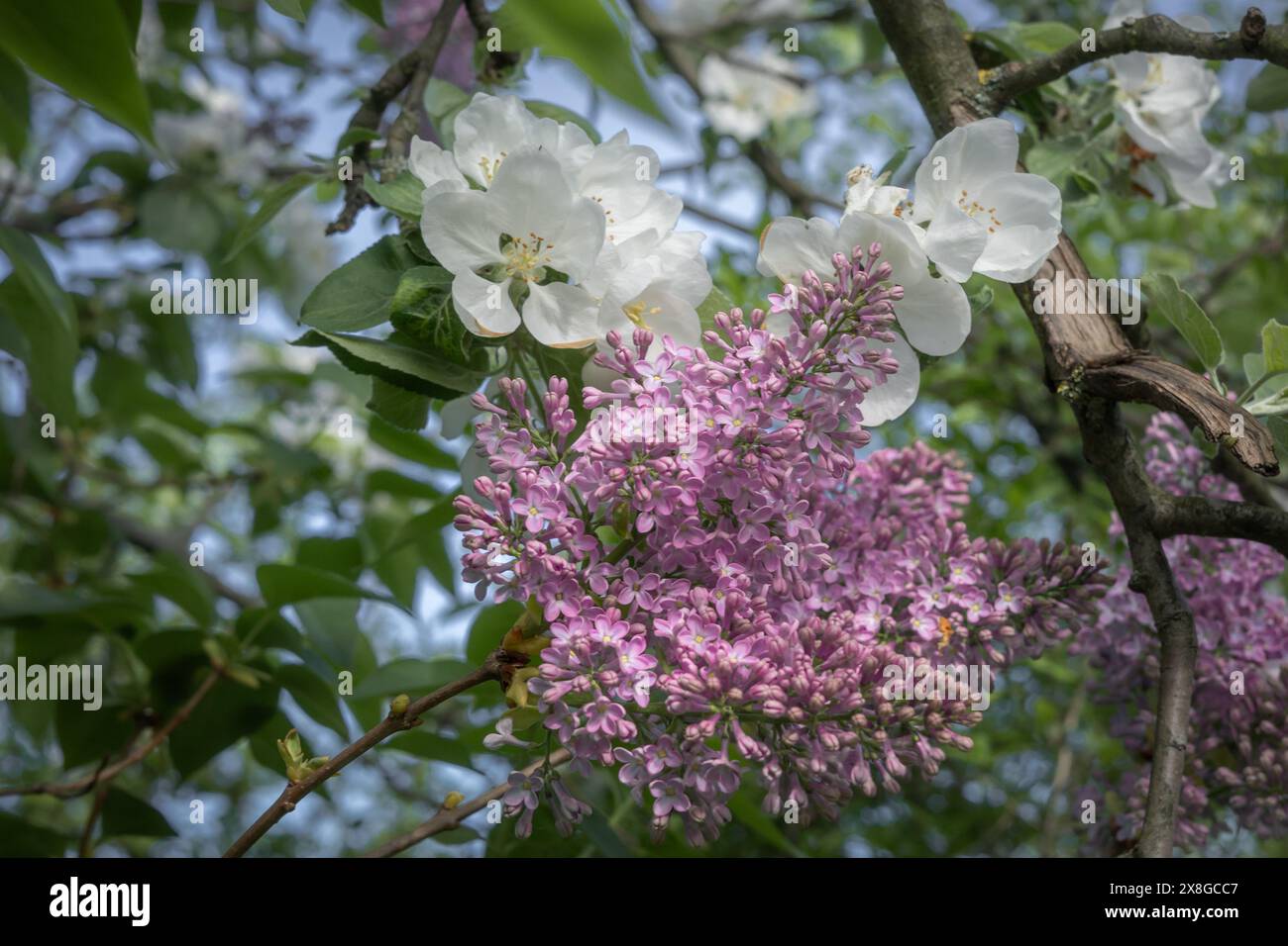 Wunderschöne rosa Flieder- und weiße Apfelblüten blühen im Frühling. Stockfoto