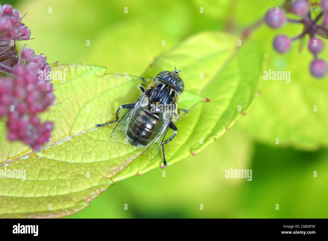 Weibliche hoverfly Eristalinus sepulchralis mit gefleckten Augen, Familiensyrphiden auf Blättern der japanischen Spirea, Spirea Japonica „Goldflamme“. Frühling, Mai, Stockfoto