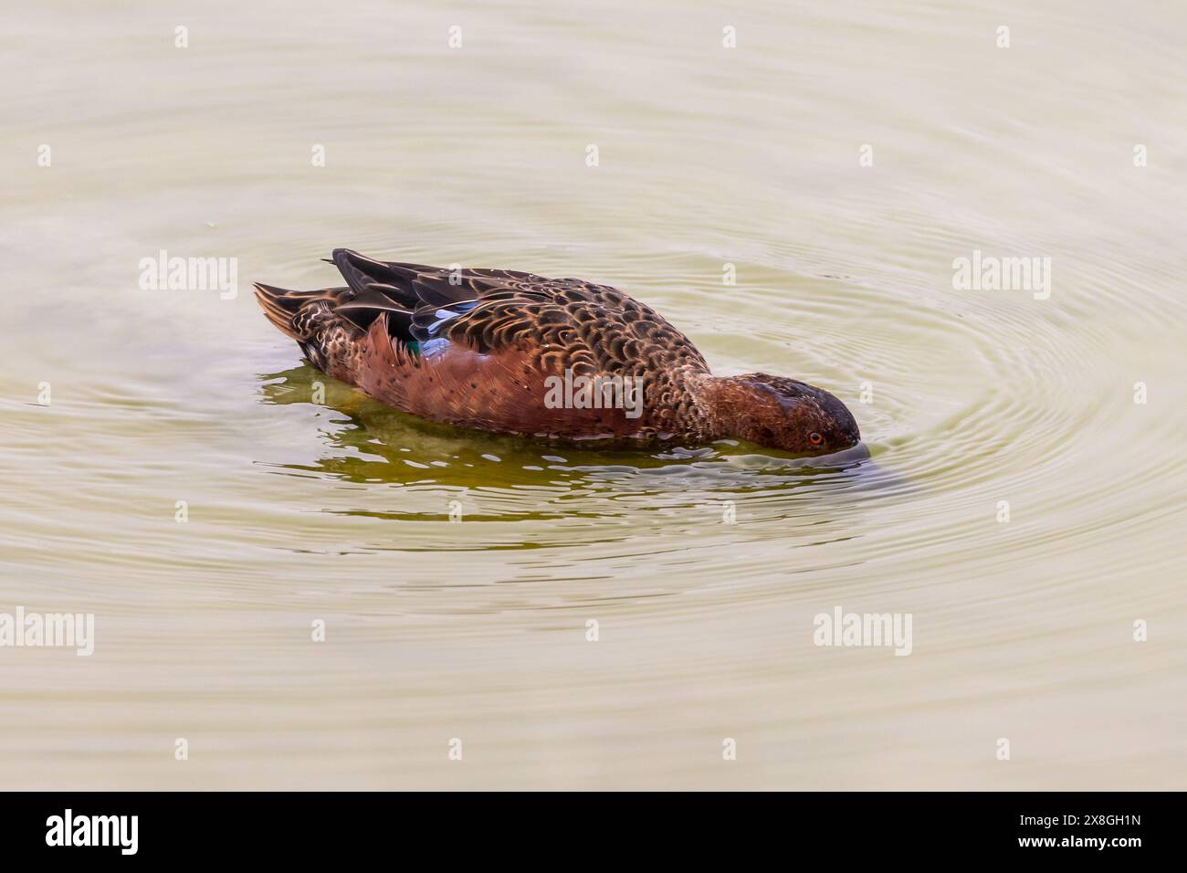 Cinnamon Teal - Anas cyanoptera - Pantanos de Villa Wildlife Refuge, Peru. Erwachsene männliche Vögel schwimmen und füttern Stockfoto