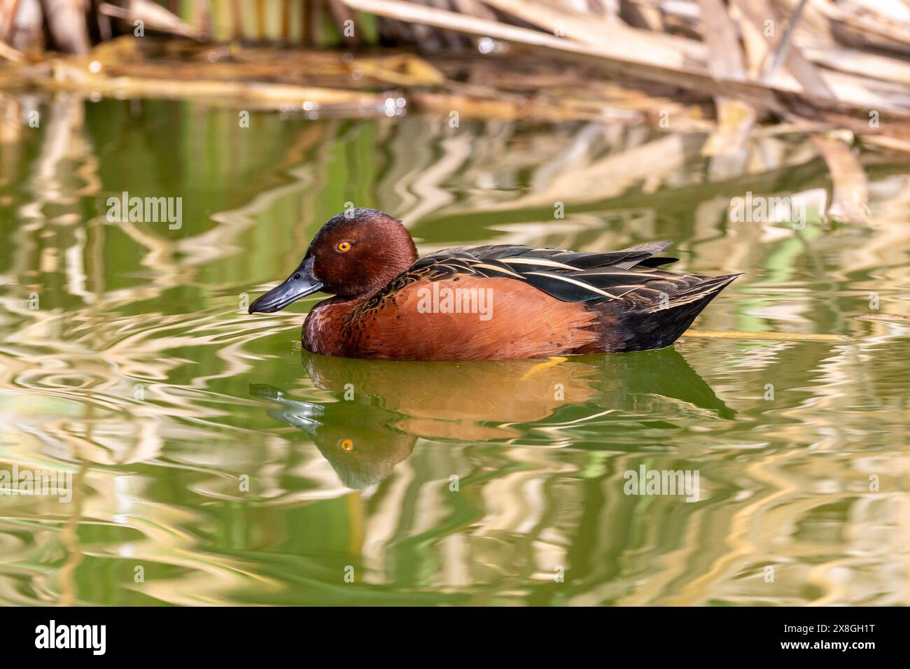 Cinnamon Teal - Anas cyanoptera - Pantanos de Villa Wildlife Refuge, Peru. Erwachsene männliche Vögel schwimmen Stockfoto