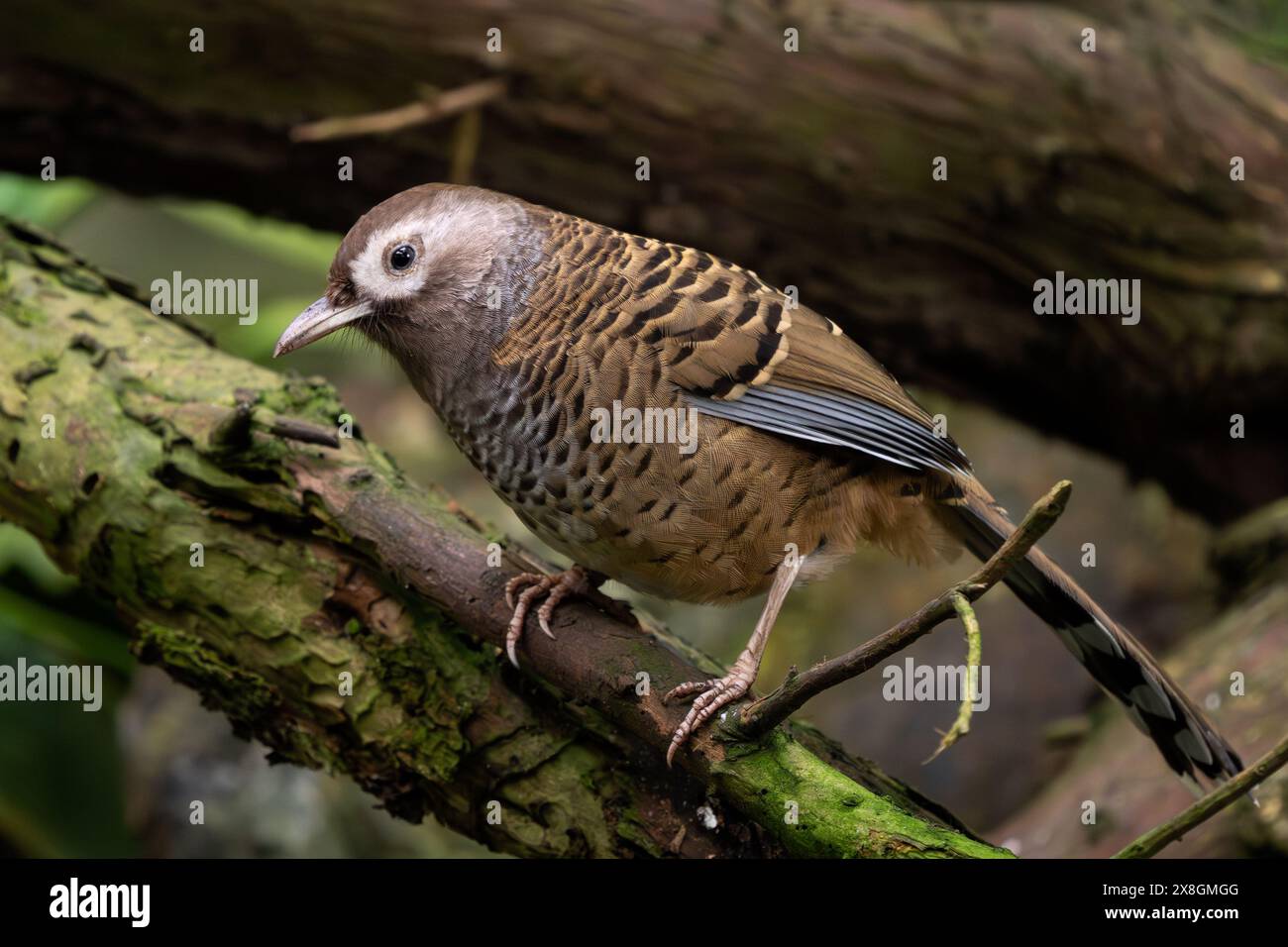 Barred Laughingthrush - Ianthocincla lunulata, schüchterner seltener Passerinvogel aus tropischen Wäldern, endemisch in Zentralchina. Stockfoto