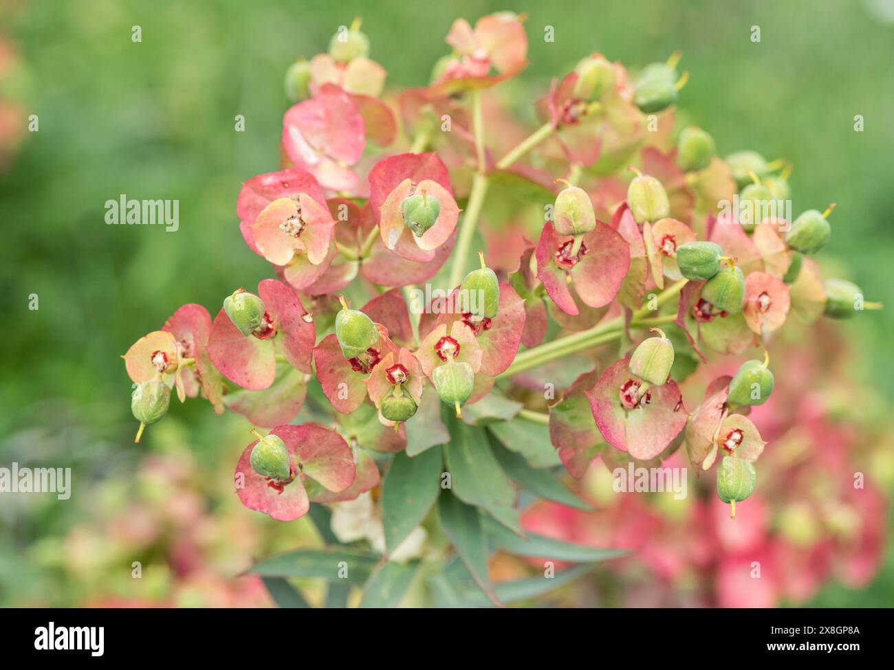 Blühende Euphorbia rigida in SW-Turkiye Stockfoto