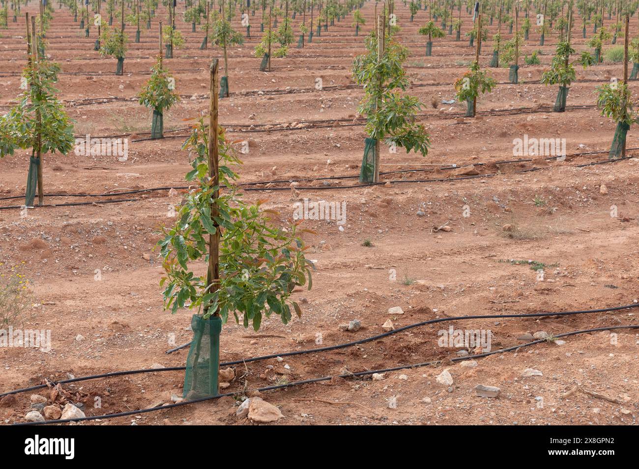 Green Avocado Field: Nachhaltige Landwirtschaft auf dem Land Stockfoto