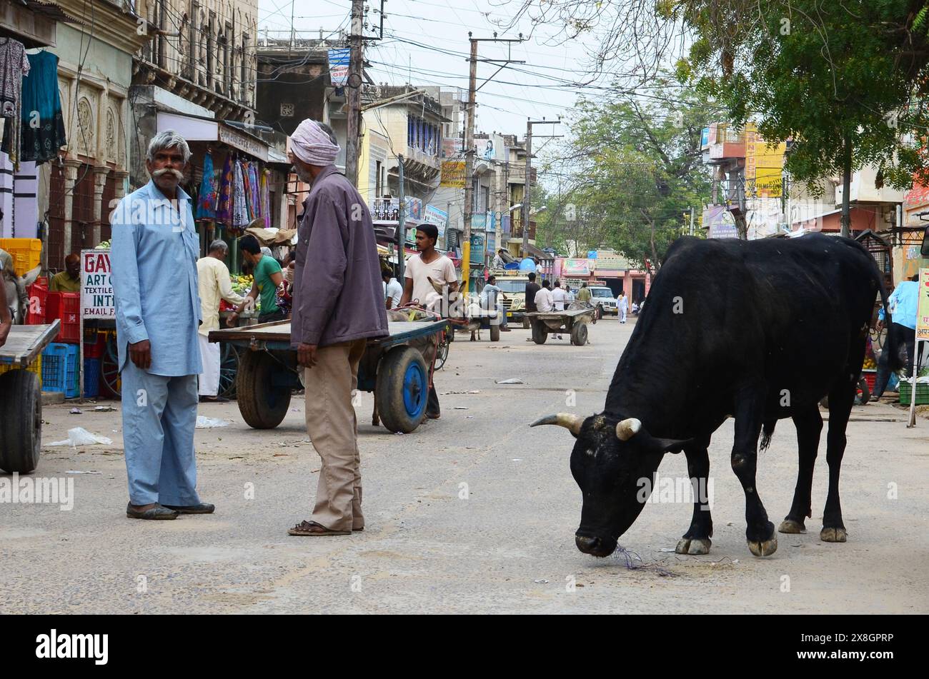 Indische Männer mit Kuh und Wagen in der Straße, Mandawa, Rajasthan, Indien. Stockfoto