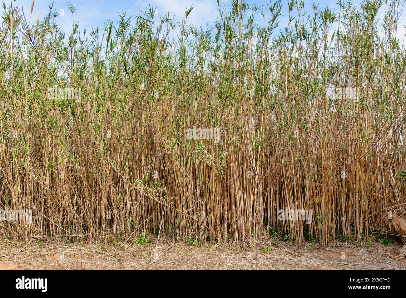 Natürlicher Bambus Wandtextur Hintergrund für umweltfreundliche und rustikale Designs. Stockfoto