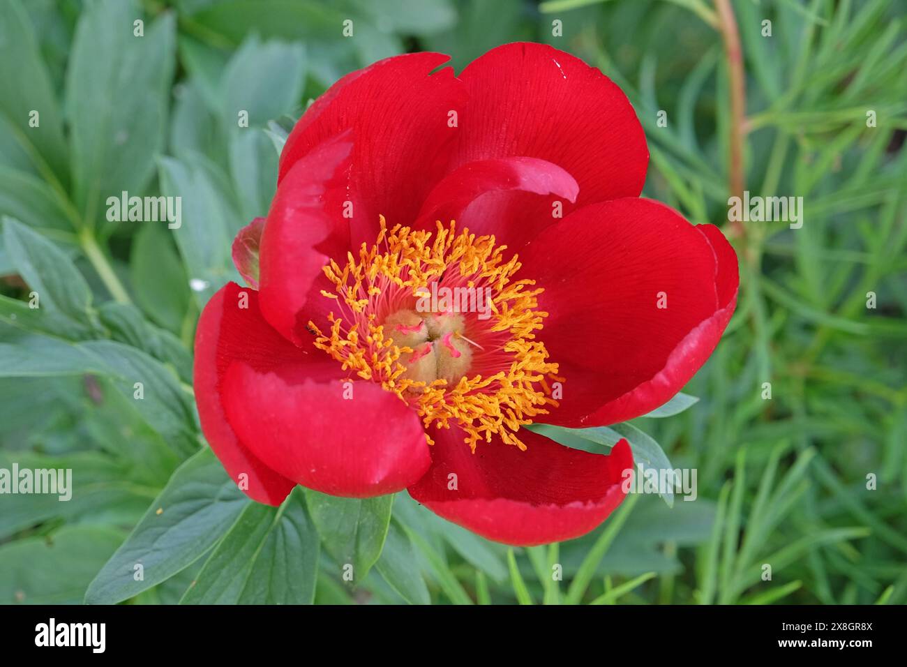 Rote Pfingstrose paeonia muscula oder wilde Pfingstrose in Blüte Stockfoto