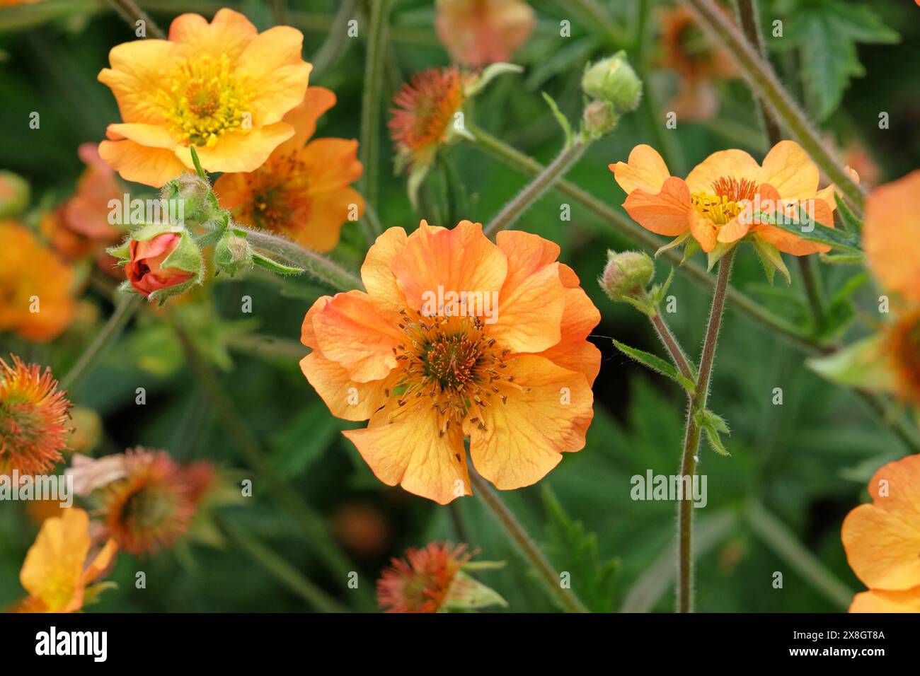 Orange Geum, auch bekannt als Avens, „Totally Tangerine“ in der Blüte. Stockfoto