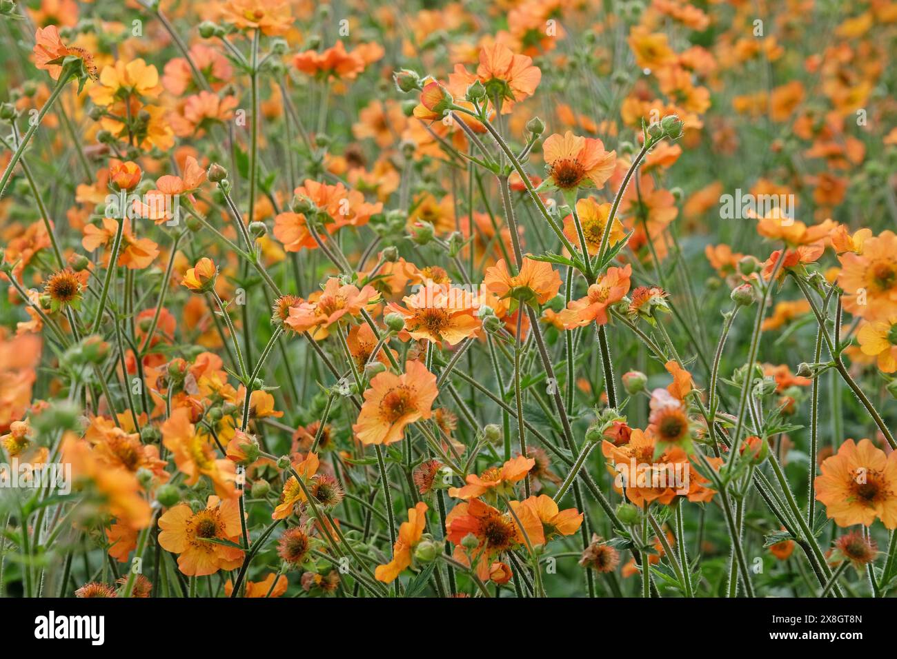 Orange Geum, auch bekannt als Avens, „Totally Tangerine“ in der Blüte. Stockfoto