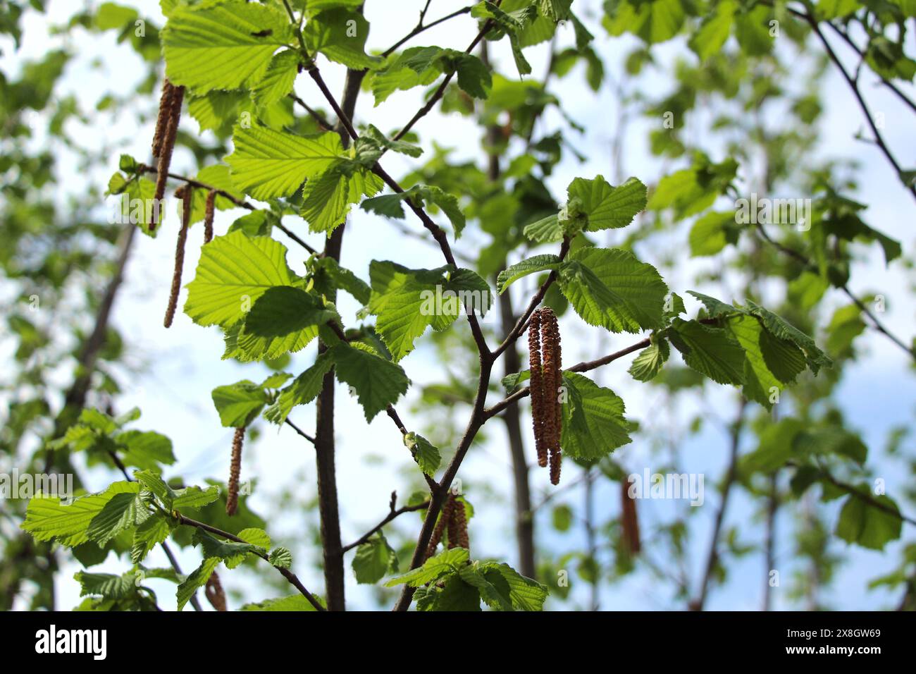 Zarte Ohrringe an einem Zweig eines Haselbuschs. Stockfoto