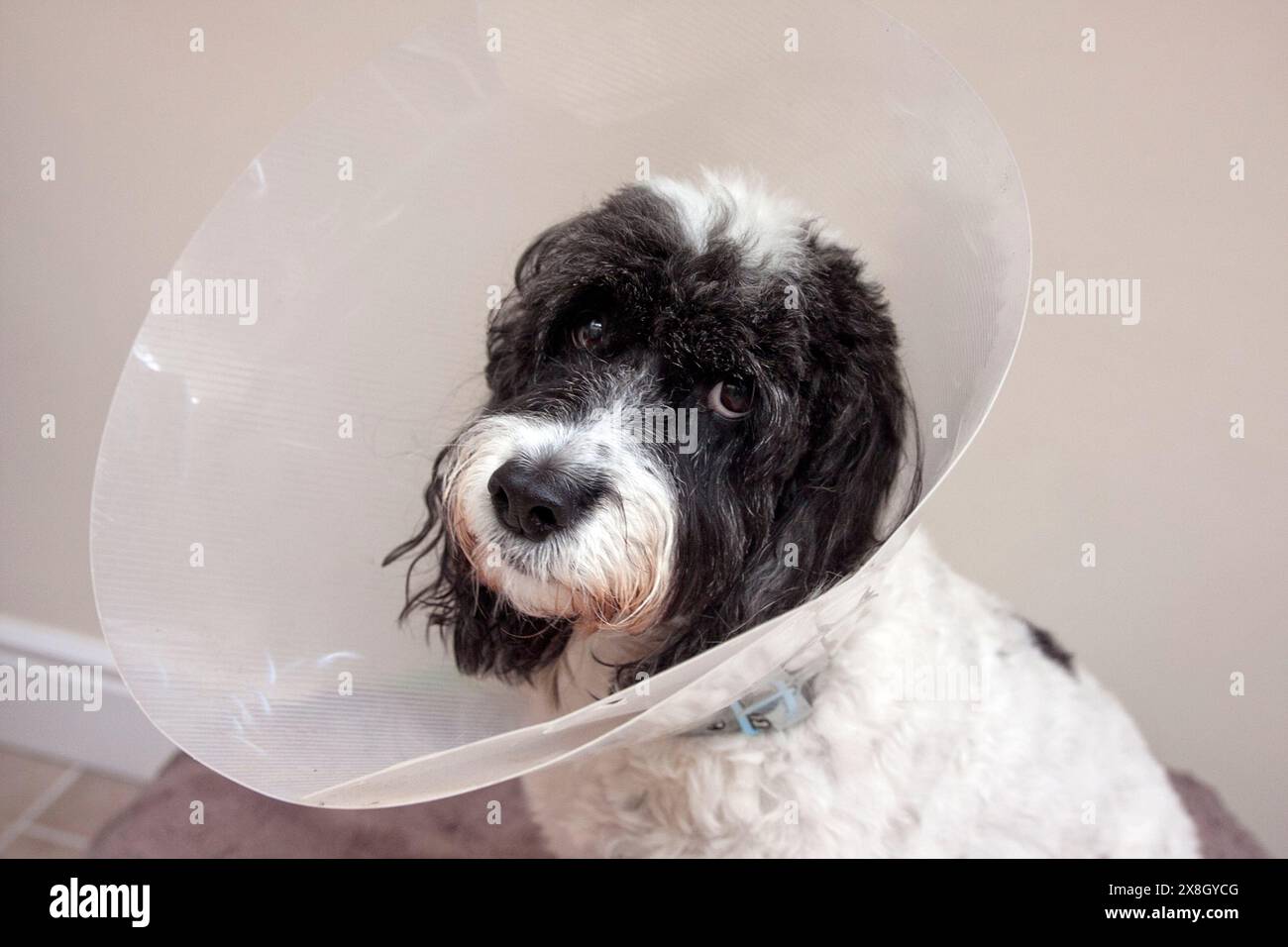 Cockerpoo-Hund im medizinischen Halsband Stockfoto