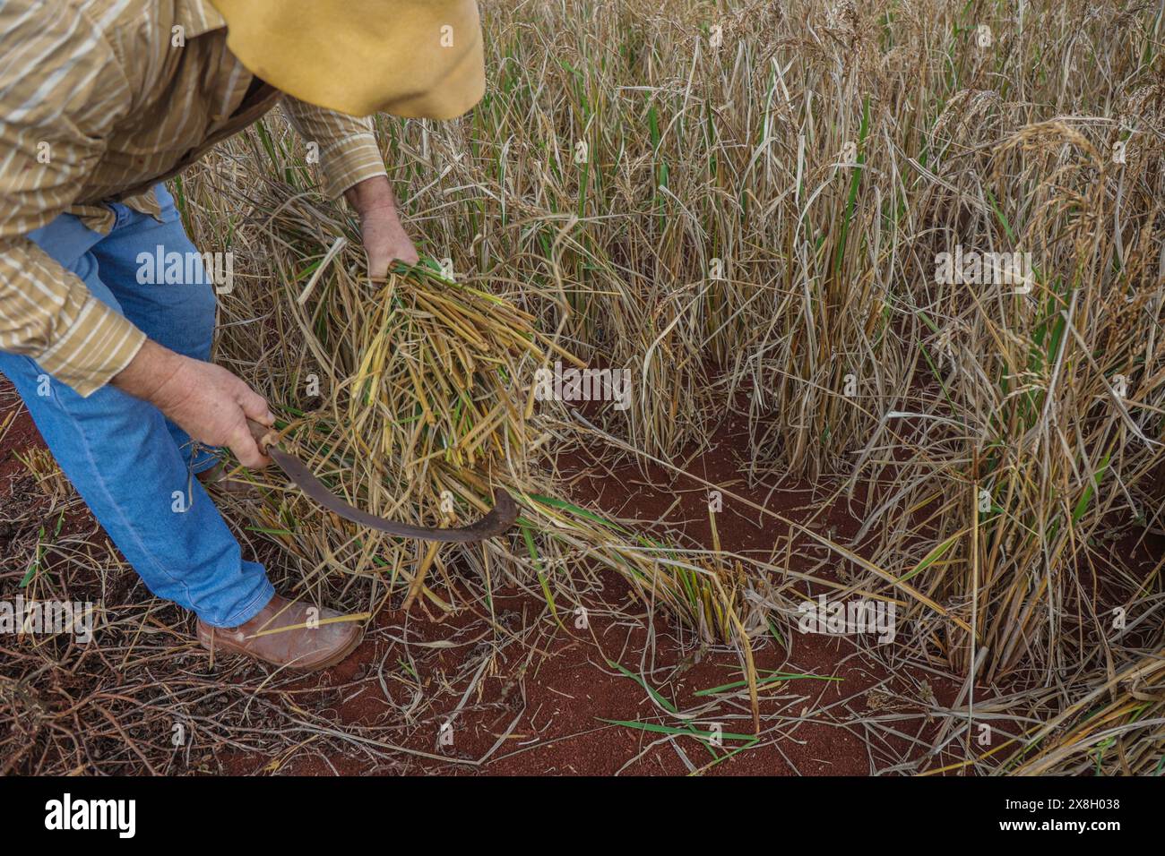 CAMPO Mourão, PR - 25.05.2024: COLHEITA MANUAL DE ARROZ NO PR - Manuelle Reisernte mit einem Spalter, einem Werkzeug mit Holzgriff und einer scharfen oder geschärften Eisenklinge, vorbereitet zum Schneiden von Reisplantagen. Auf dem Foto ernten die Landproduzenten Reis manuell mit dem Trennwerkzeug. (Foto: Dirceu Portugal/Fotoarena) Stockfoto