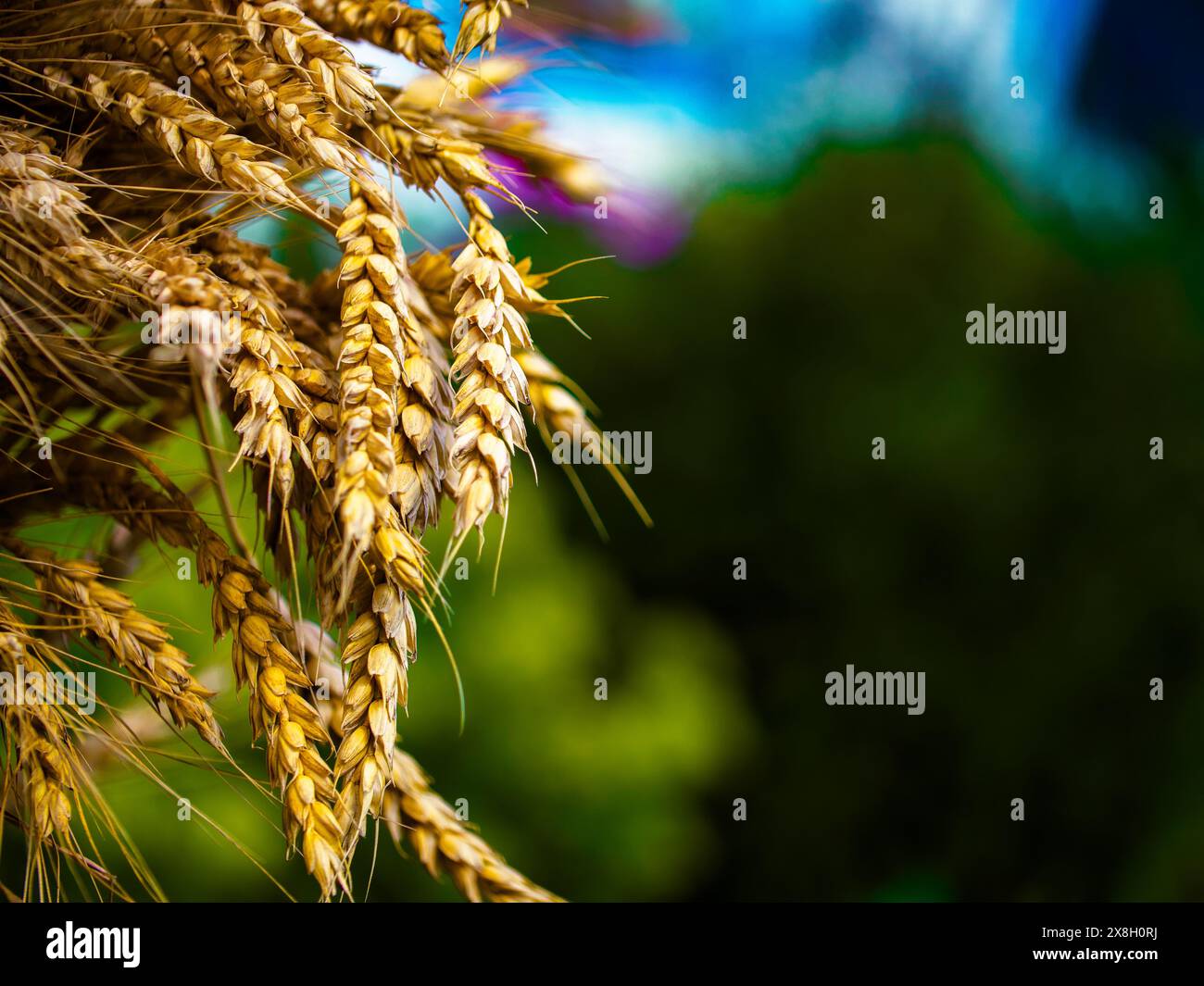 Ein klares Bild, das die Textur und Farbe von reifem Weizen erfasst; geeignet für die landwirtschaftliche Ausbildung. Stockfoto