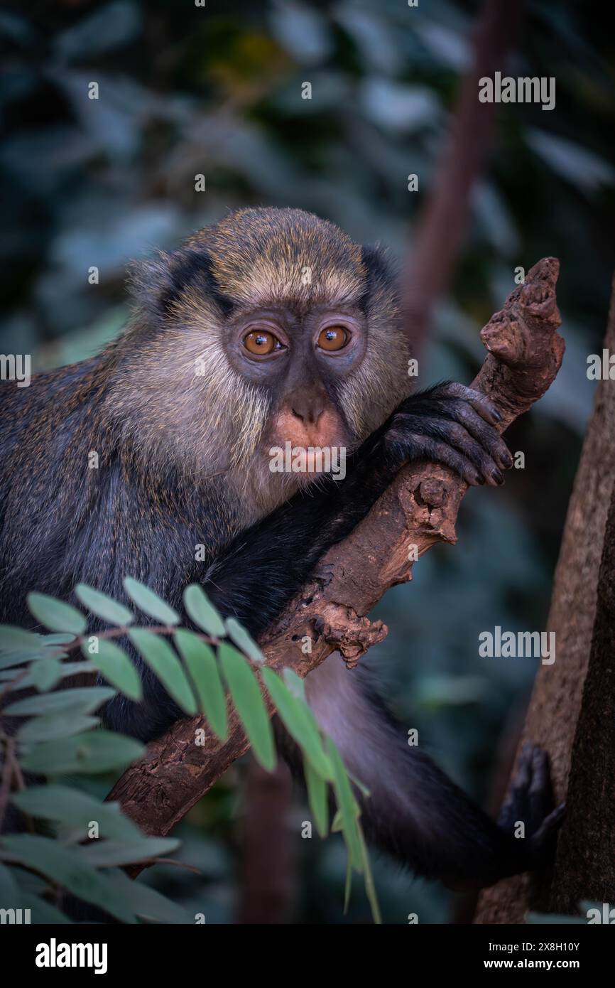 Das Foto des wilden Campbell-Affen mit ausdrucksstarken Augen, der auf dem Dschungelbaum im heiligen Wald bei man, Elfenbeinküste sitzt. Stockfoto
